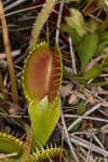 Venus' fly trap